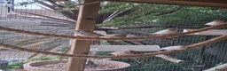 Finches birds for sale: Zebra Finches  - Advert 3