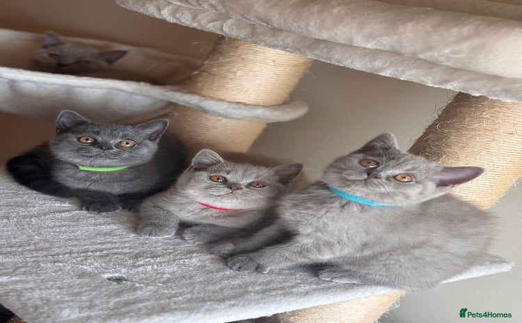 British Shorthair cats - Advert 4