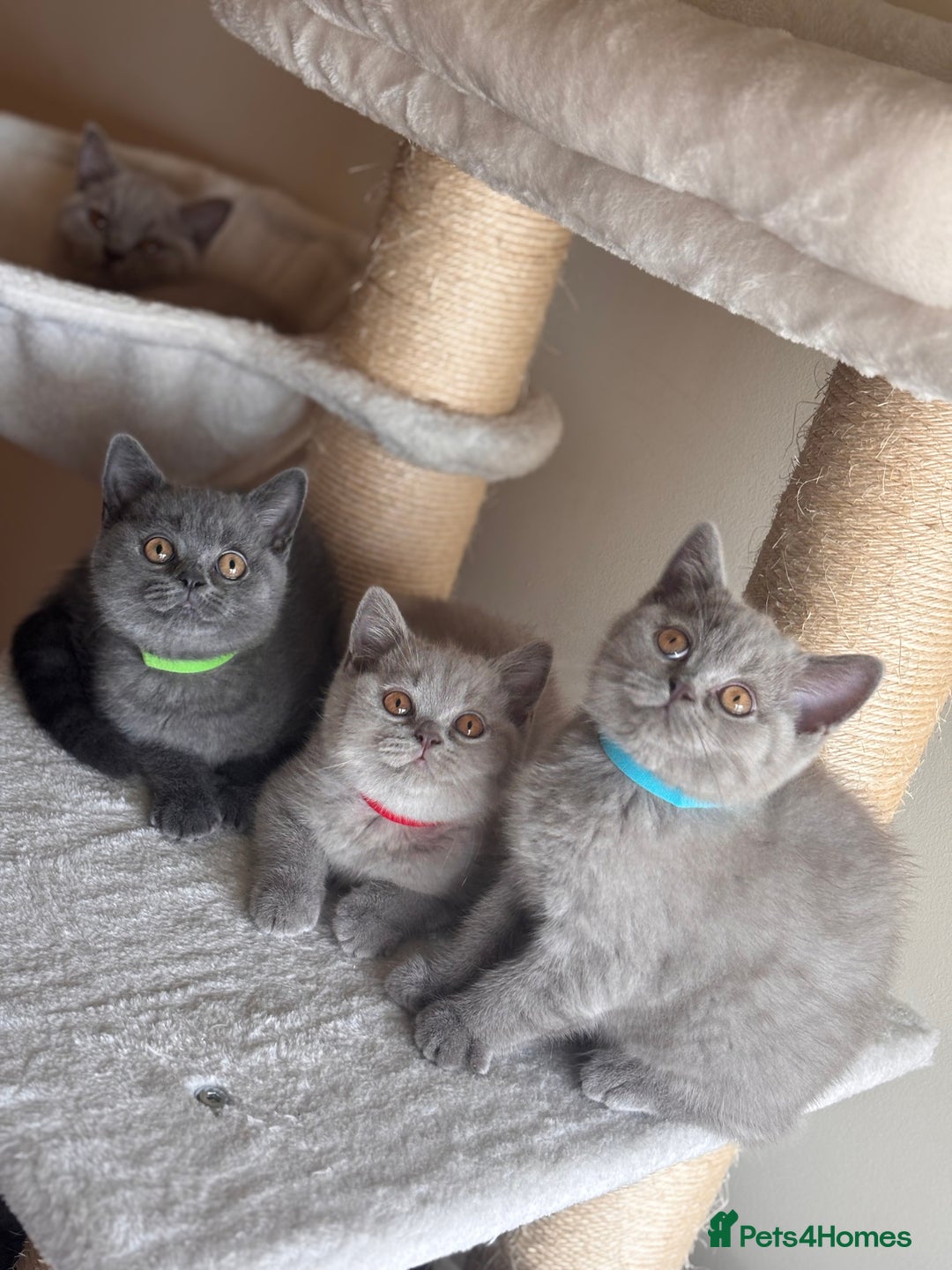 British Shorthair cats for sale: LILAC & BLUE MALE BRITISH SHORTHAIRS - Image 1