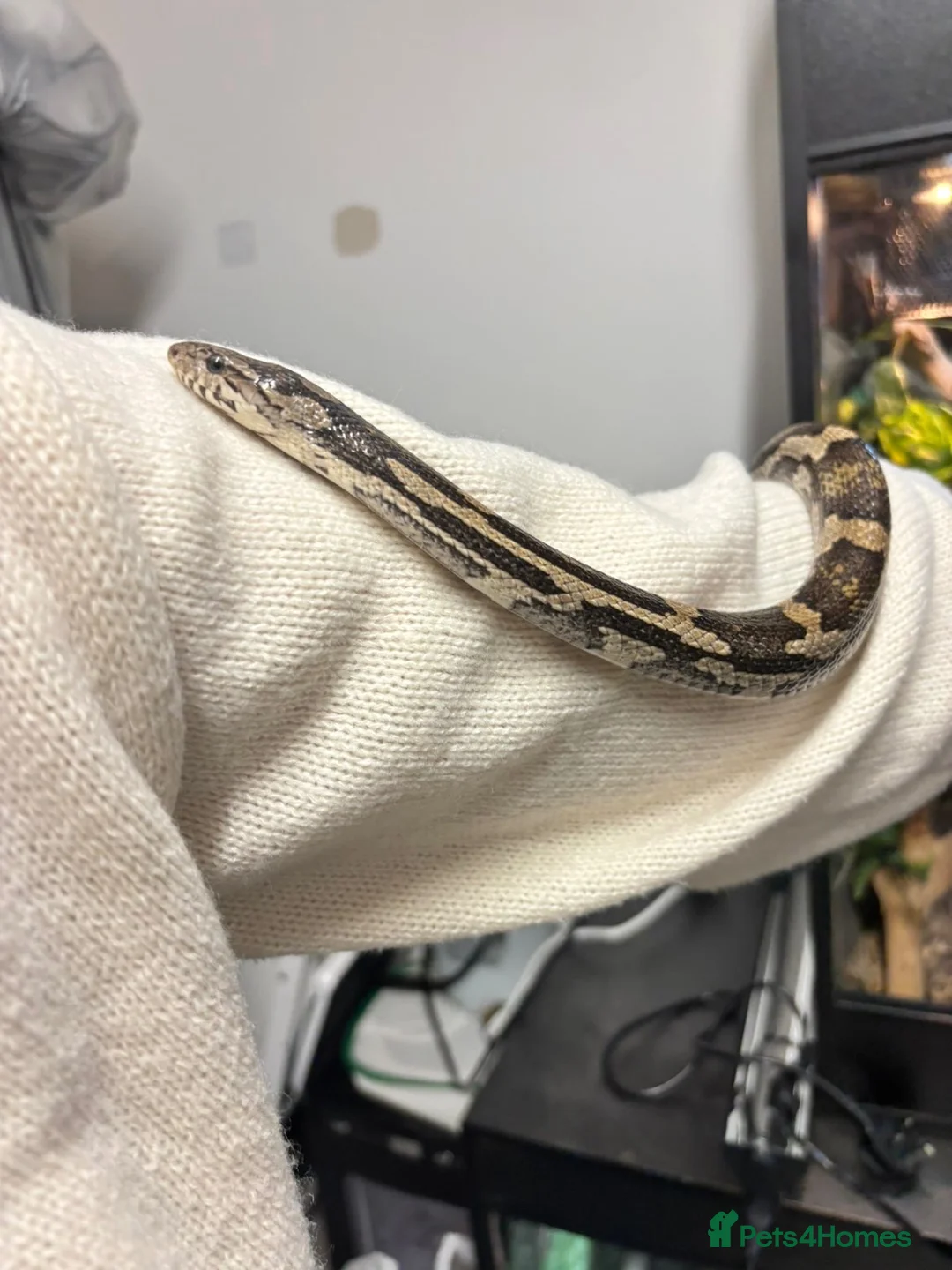 Corn Snake reptiles for sale: Corn snake  - Advert 3
