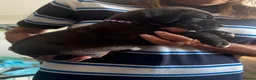 Mixed Breed dogs for sale: 11 Cane Corso cross mastiff chunky puppies in Axbridge - Advert 22