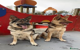 German Shepherd dogs for sale: Only 3 left. KC registered German Shepherd puppies - Image 1
