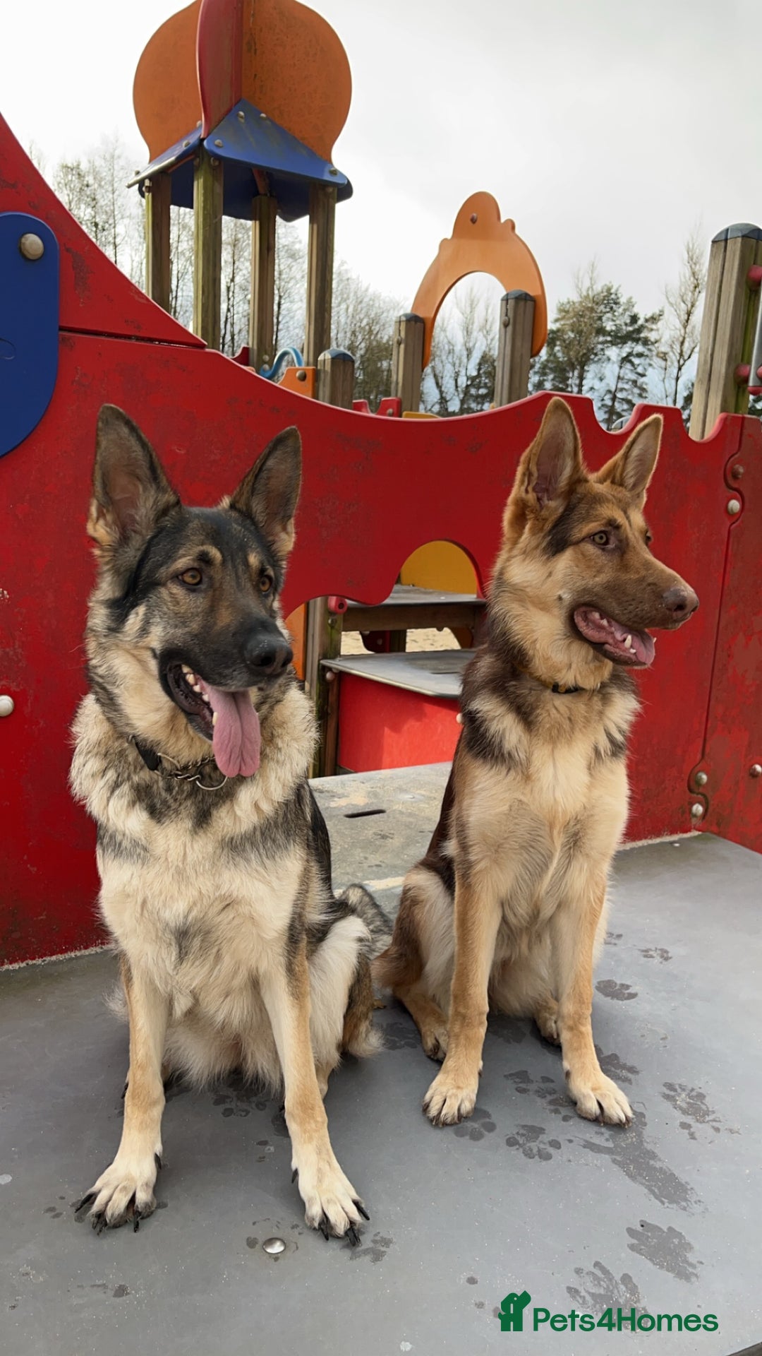 German Shepherd dogs for sale: Only 3 left. KC registered German Shepherd puppies - Image 1