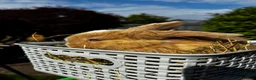 Mini Lop rabbits for sale: Pure breed Mini Lop bunnies  - Advert 9