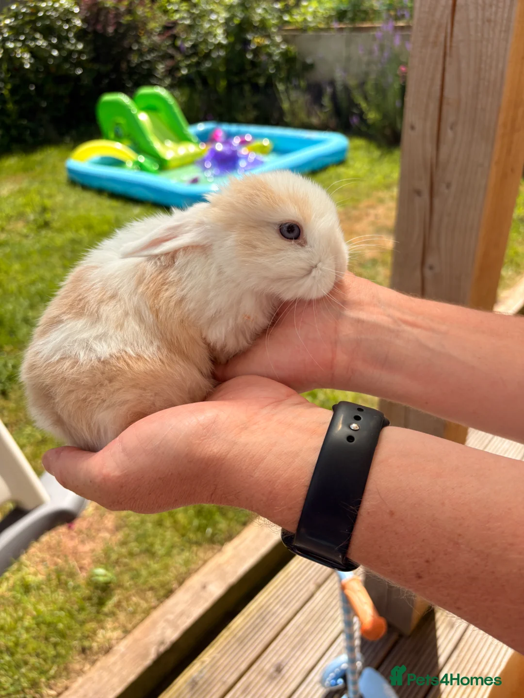 Mini Lop rabbits for sale: Mixed Mini Lop Bunnies - Advert 16