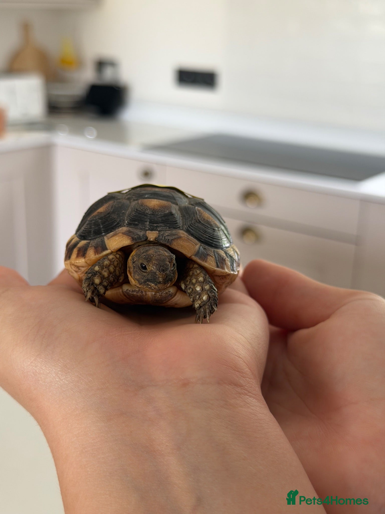 Tortoise reptiles Marginated Tortoises and set up  - Advert 1
