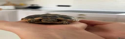 Tortoise reptiles for sale: Marginated Tortoises and set up  - Advert 1