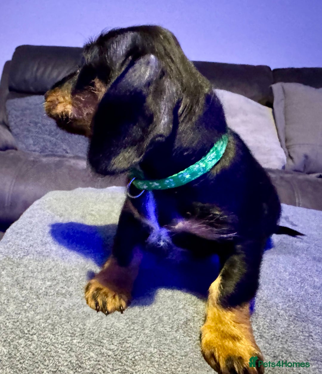 Dachshund dogs for sale: Gorgeous Standard wire haired & smooth Dachshunds - Advert 8