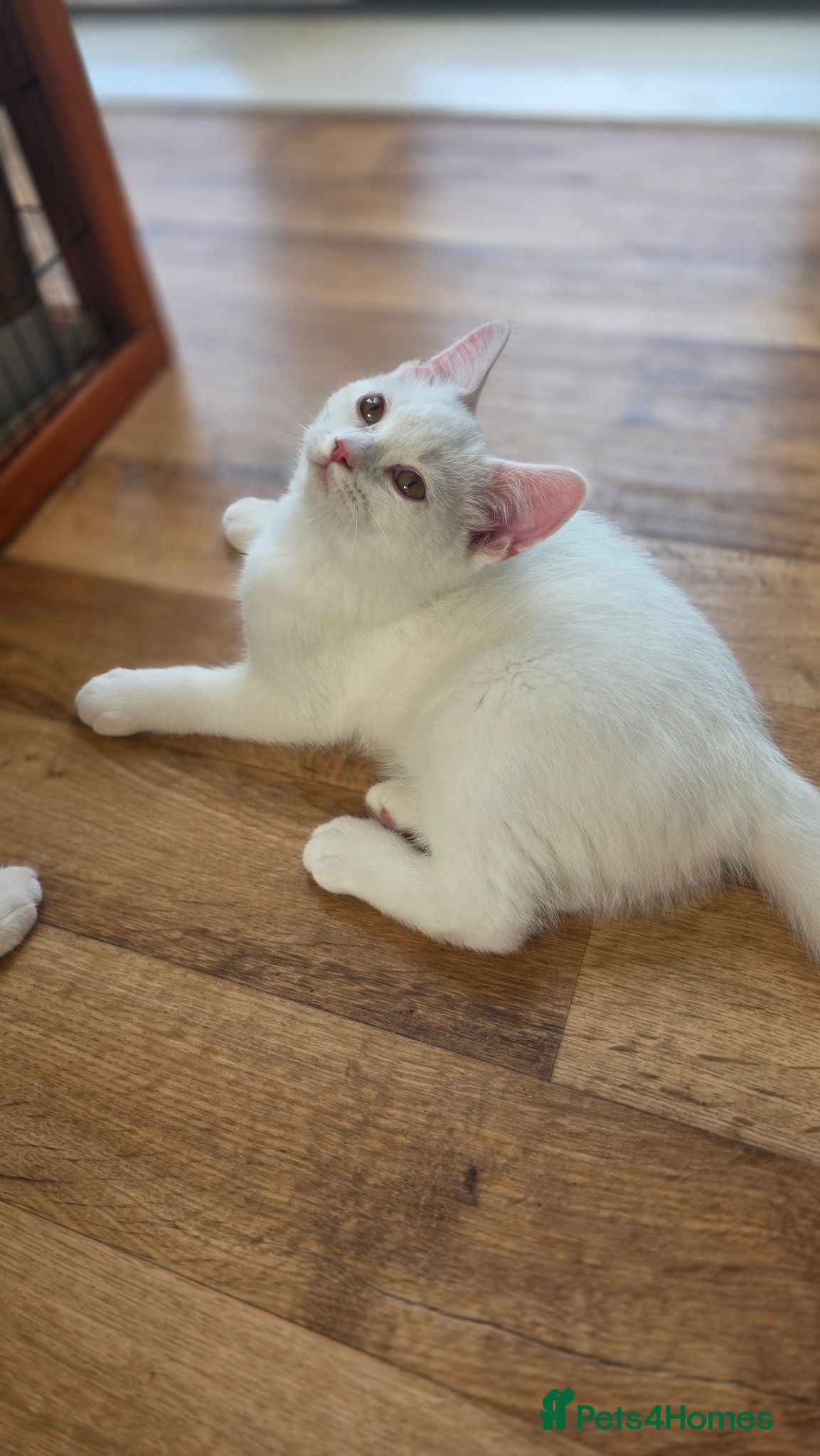 British Shorthair cats Beautiful British kittens - Advert 2