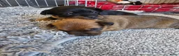 Patterjack dogs for sale: Beautiful patterjack puppies - Advert 1