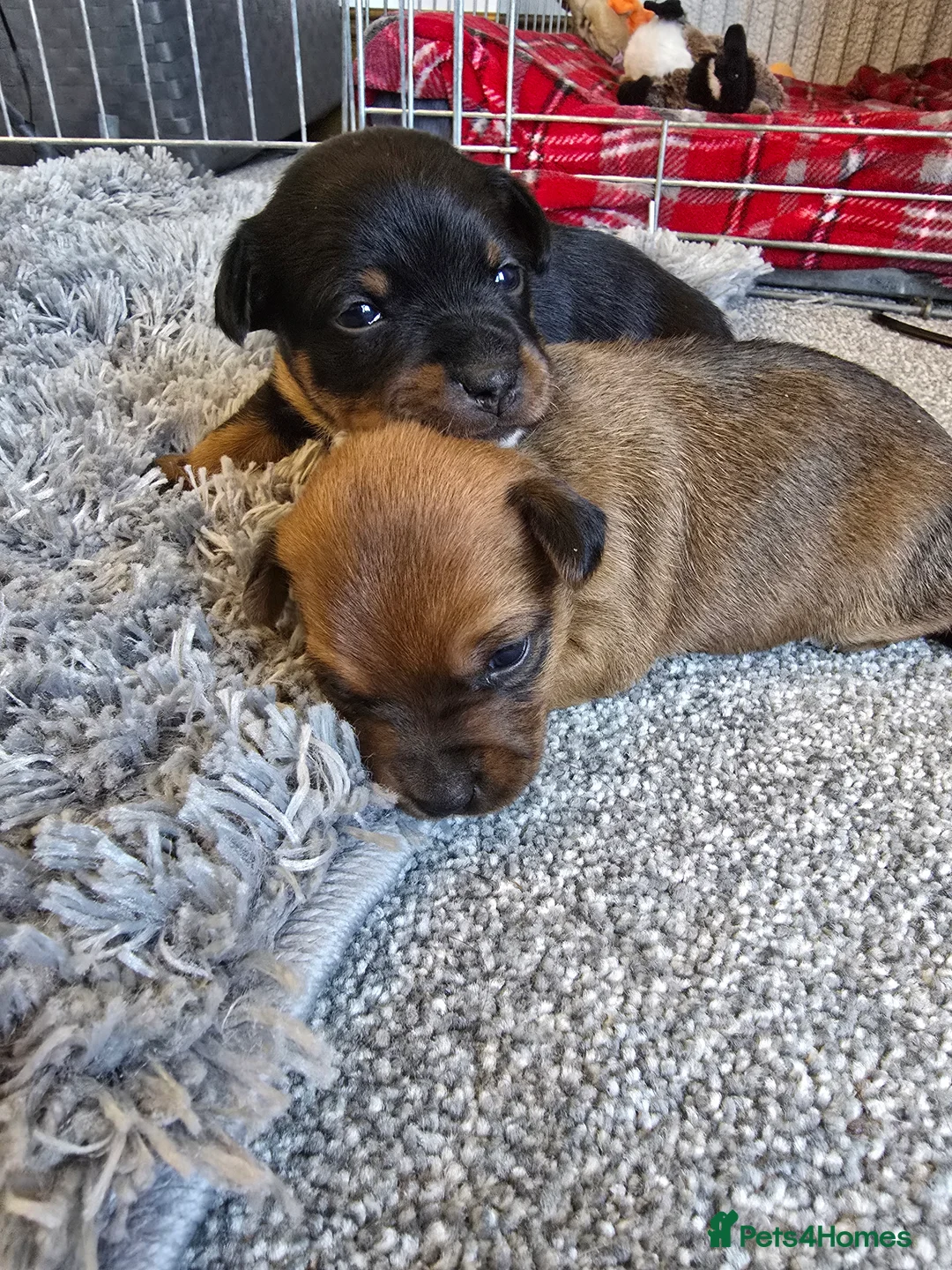 Patterjack dogs for sale: Beautiful patterjack puppies - Advert 1