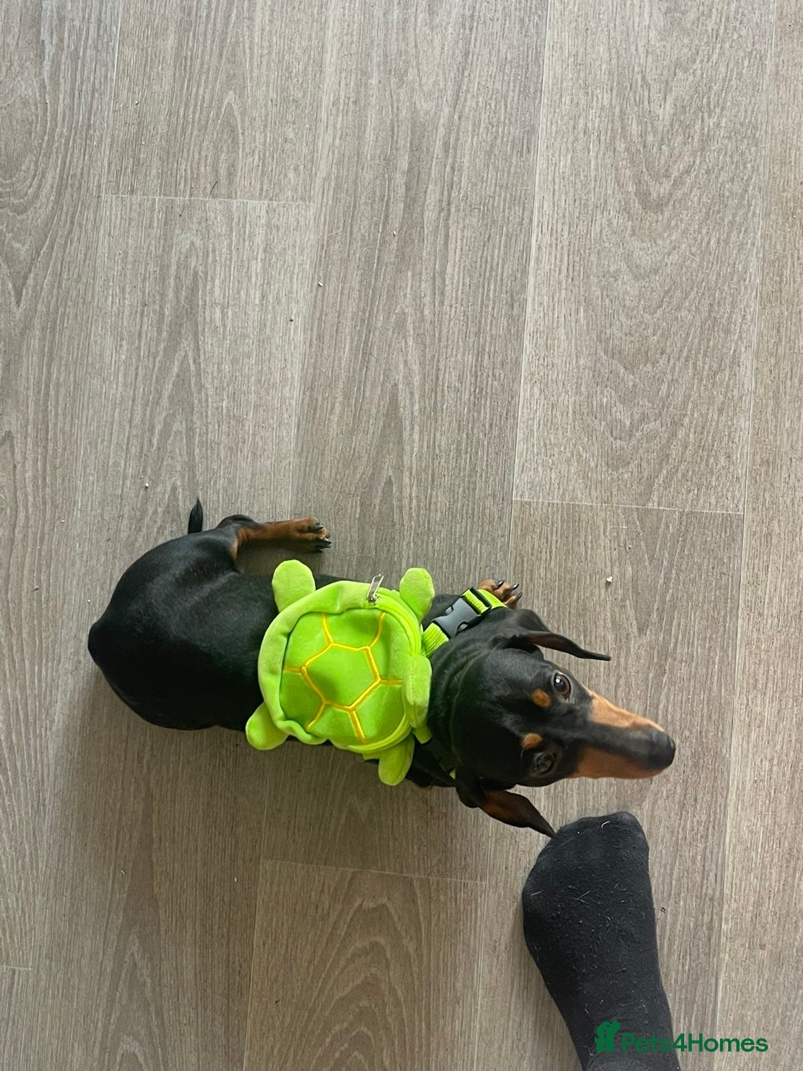 Miniature Dachshund dogs Female miniature dachshund  - Advert 1