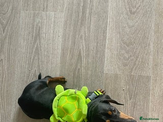 Miniature Dachshund dogs Female miniature dachshund - Advert 1