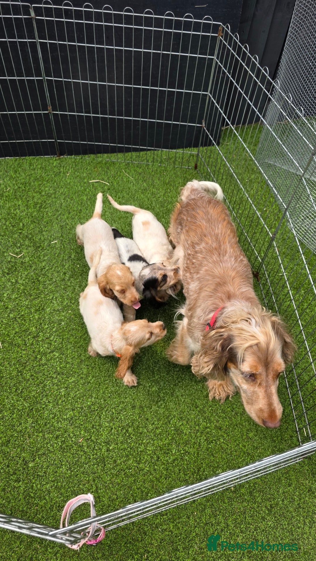 Cocker Spaniel dogs for sale: SHOW COCKERS READY NOW LAST LEMON BOY AND GIRL - Image 10