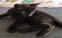 Mixed Breed cats for sale: Two beautiful kittens are looking for home  - Image 2