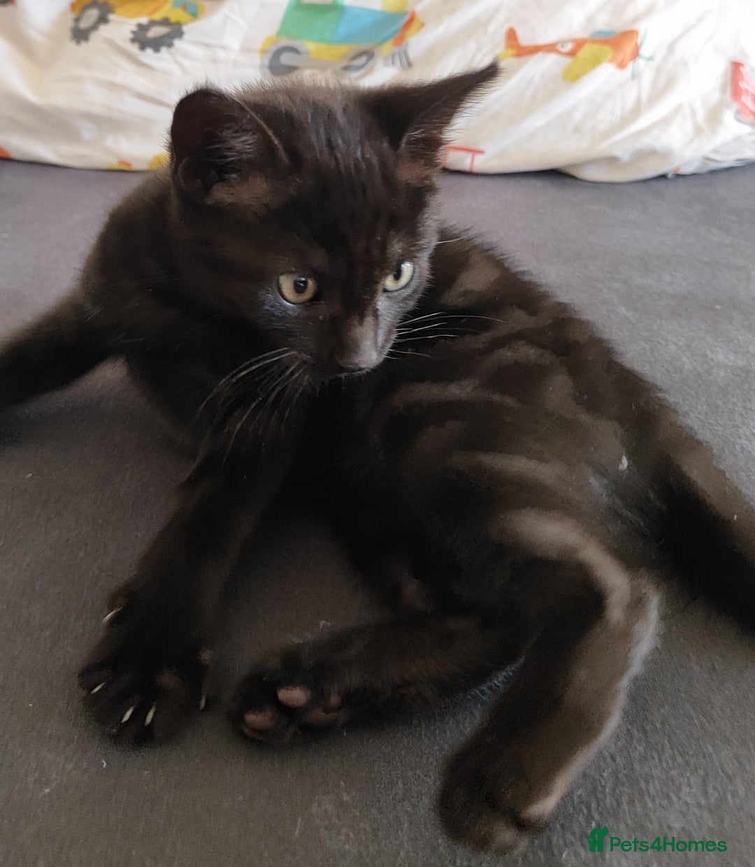 Mixed Breed cats for sale: Two beautiful kittens are looking for home  - Image 2