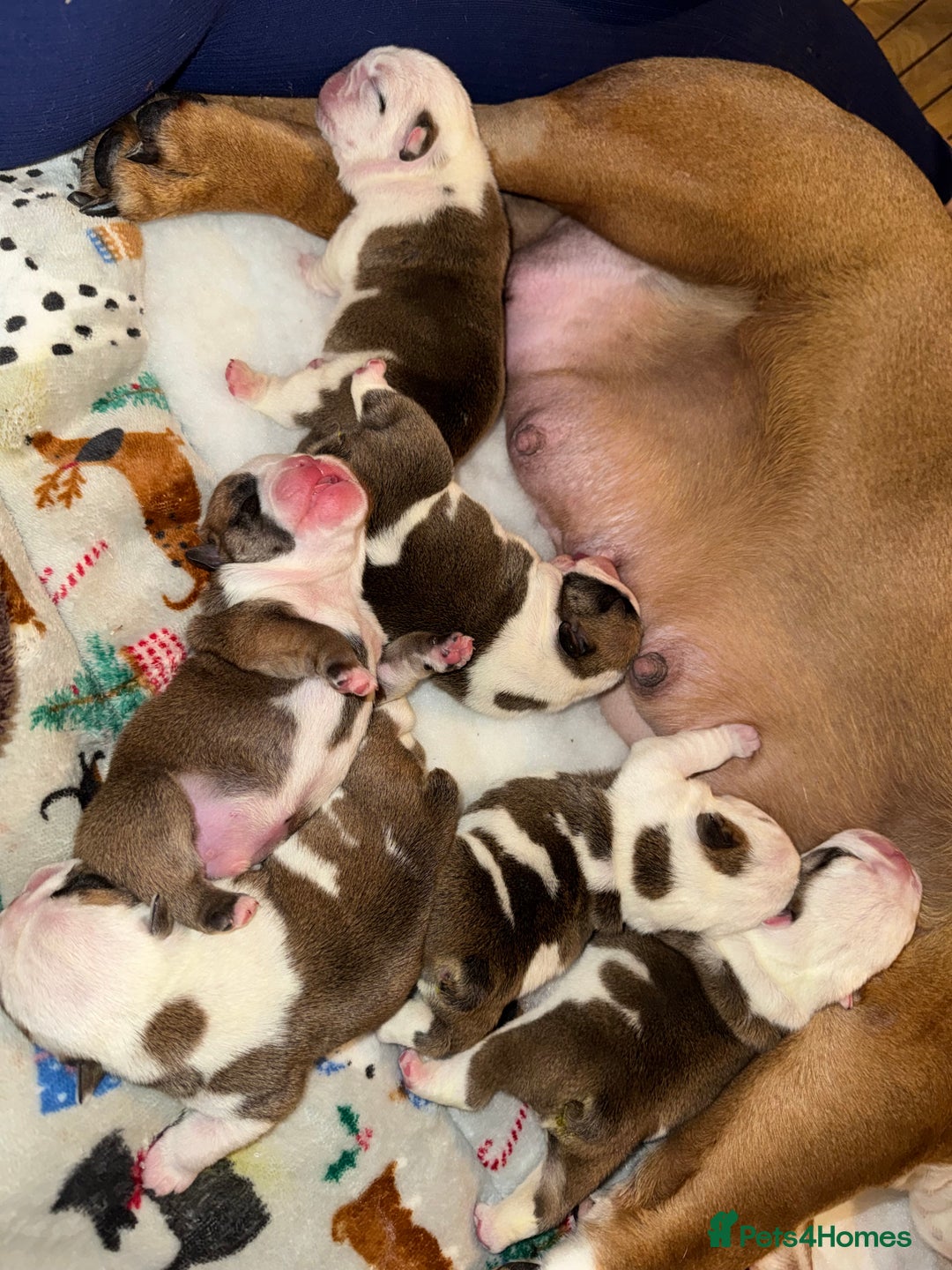 English Bulldog dogs for sale: Stunning English bulldog puppies  - Advert 35