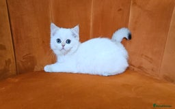 Scottish Fold cats for sale: Excellent Scottish straight kittens  - Image 18
