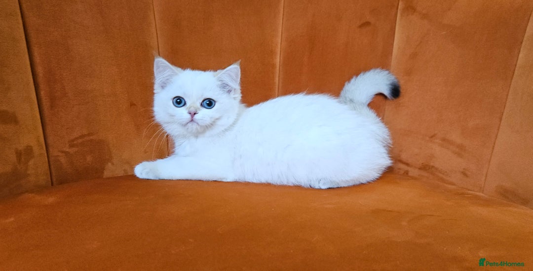 Scottish Fold cats for sale: Excellent Scottish straight kittens  - Image 18
