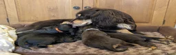 Cocker Spaniel dogs for sale: Beautiful Working type Cocker Spaniel Puppies - Advert 8