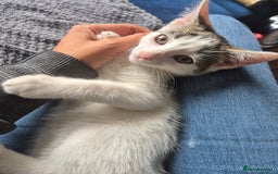 British Shorthair cats for sale: 2 kittens looking for forever homes - Image 1