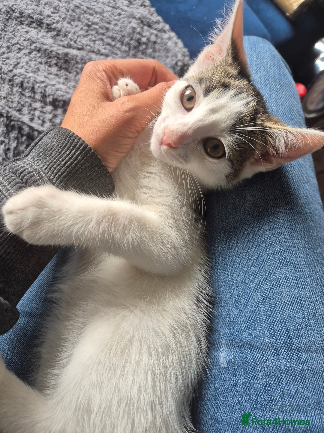 British Shorthair cats for sale: 2 kittens looking for forever homes - Image 1