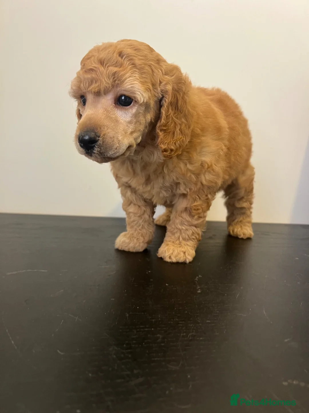 Miniature Poodle dogs for sale: KC registered miniature poodles  - Advert 15