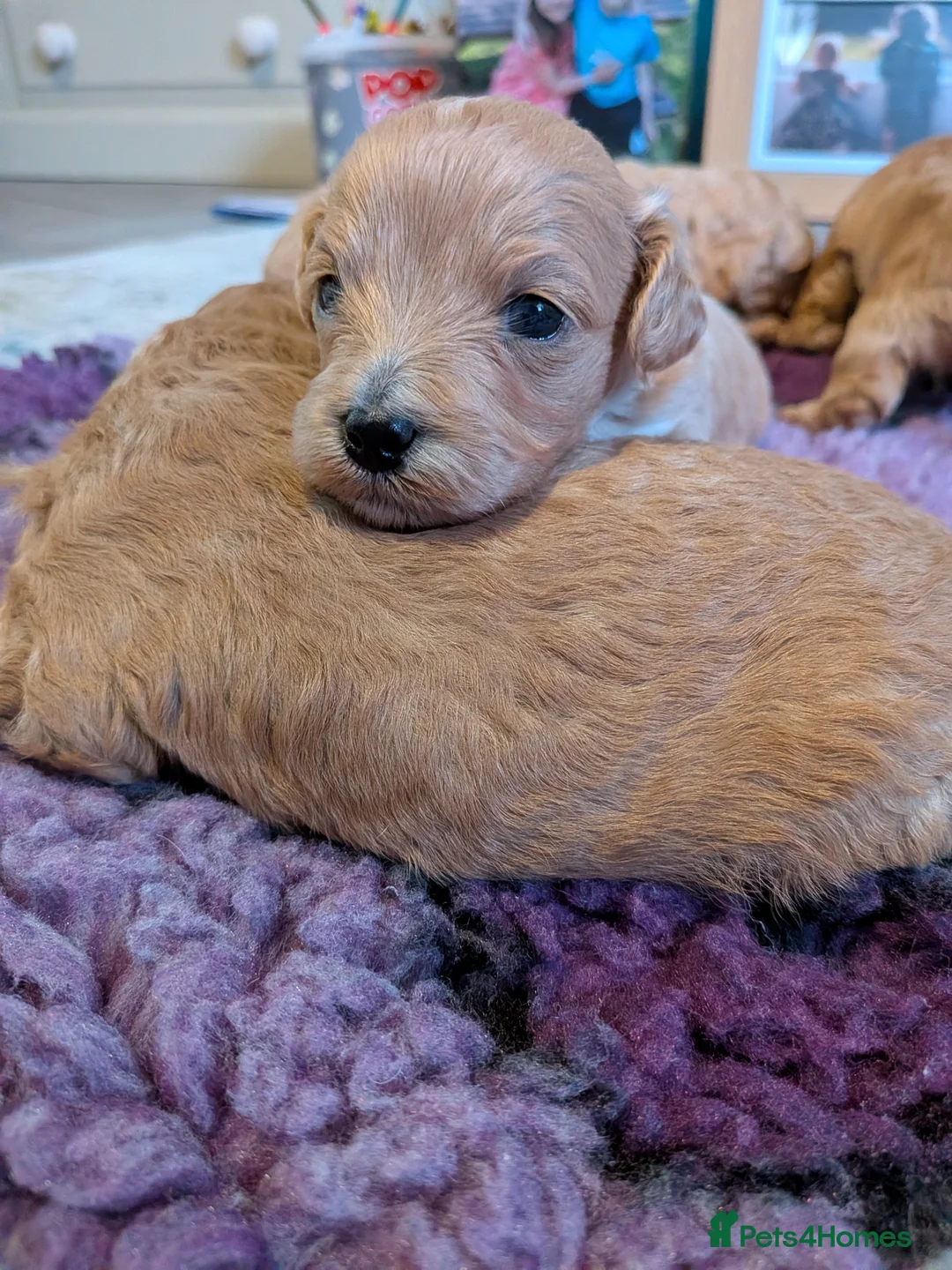 Lhasapoo dogs for sale: 4 gorgeous male lhasapoo puppies  - Advert 11