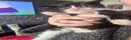 Mixed Breed cats for sale: 2 brothers - Advert 2