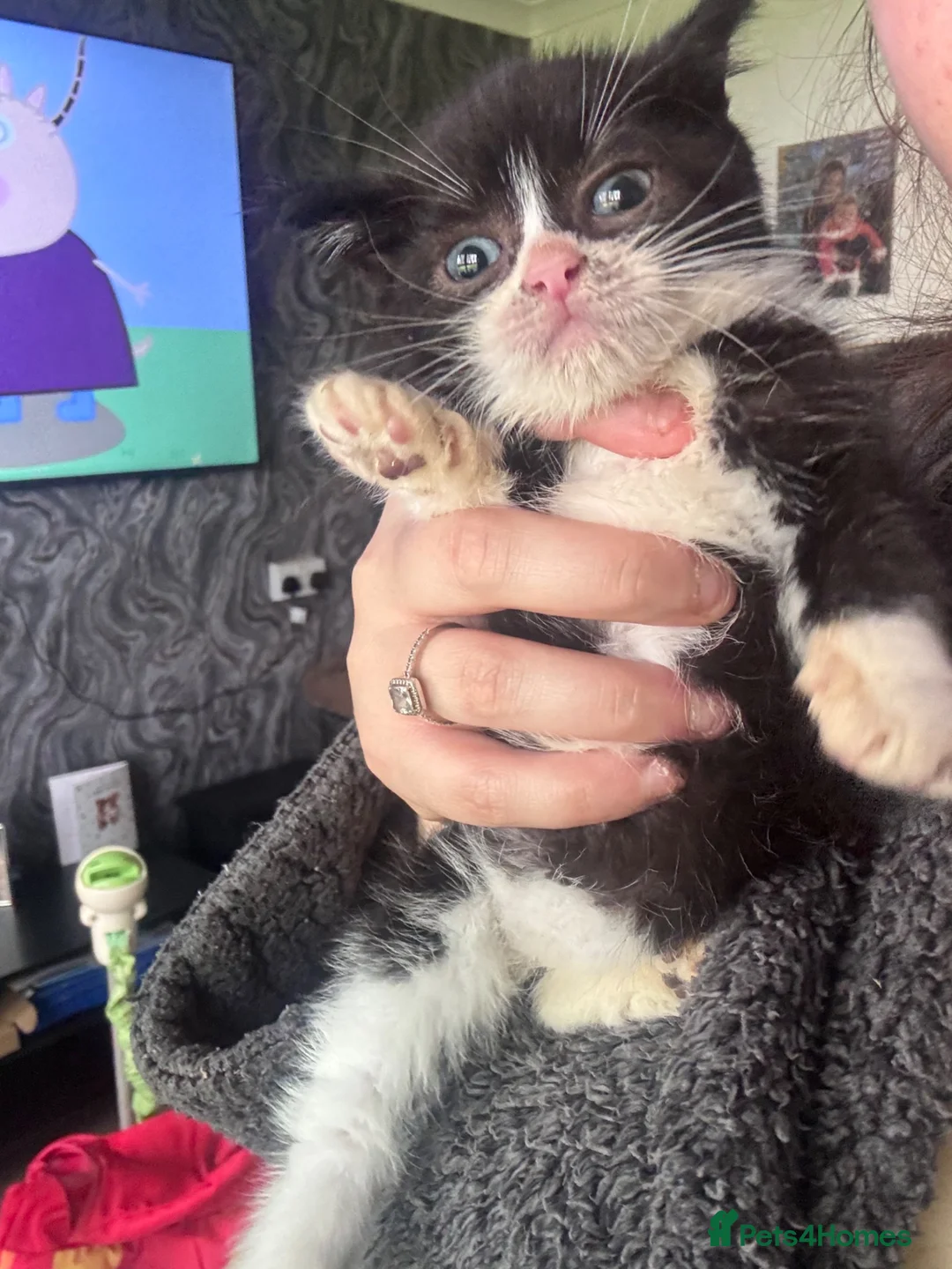 Mixed Breed cats for sale: 2 brothers - Advert 2