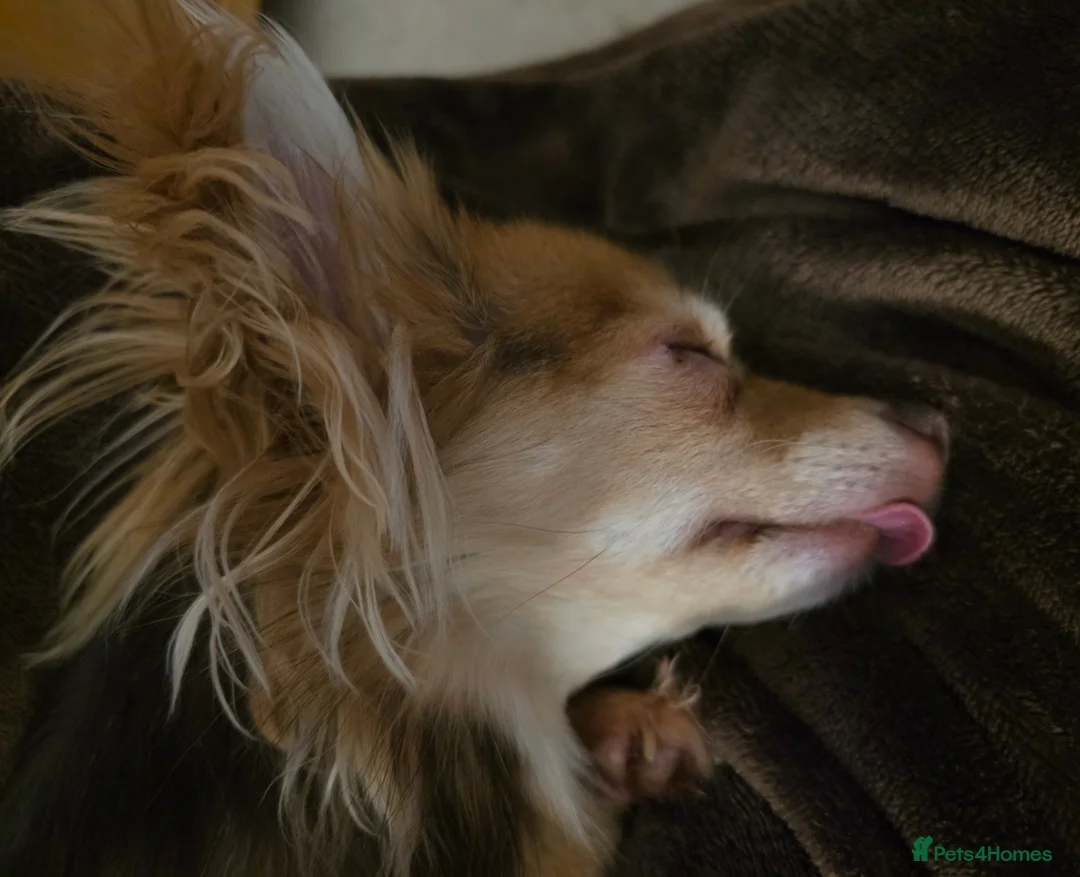 Pomchi dogs for sale: Beautiful female Pomchi  - Advert 8