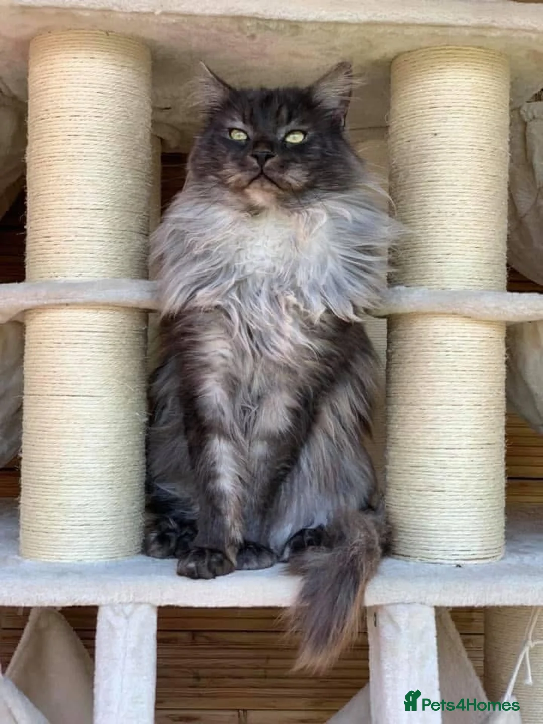 Maine Coon cats for stud: Health Tested TICA Registered Black Smoke Stud - Advert 2