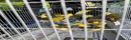 Canaries birds for sale: Canary for sale - Advert 3