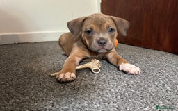 American Bully dogs for sale: Reduced pocket bully’s. Ready to leave! - Image 5