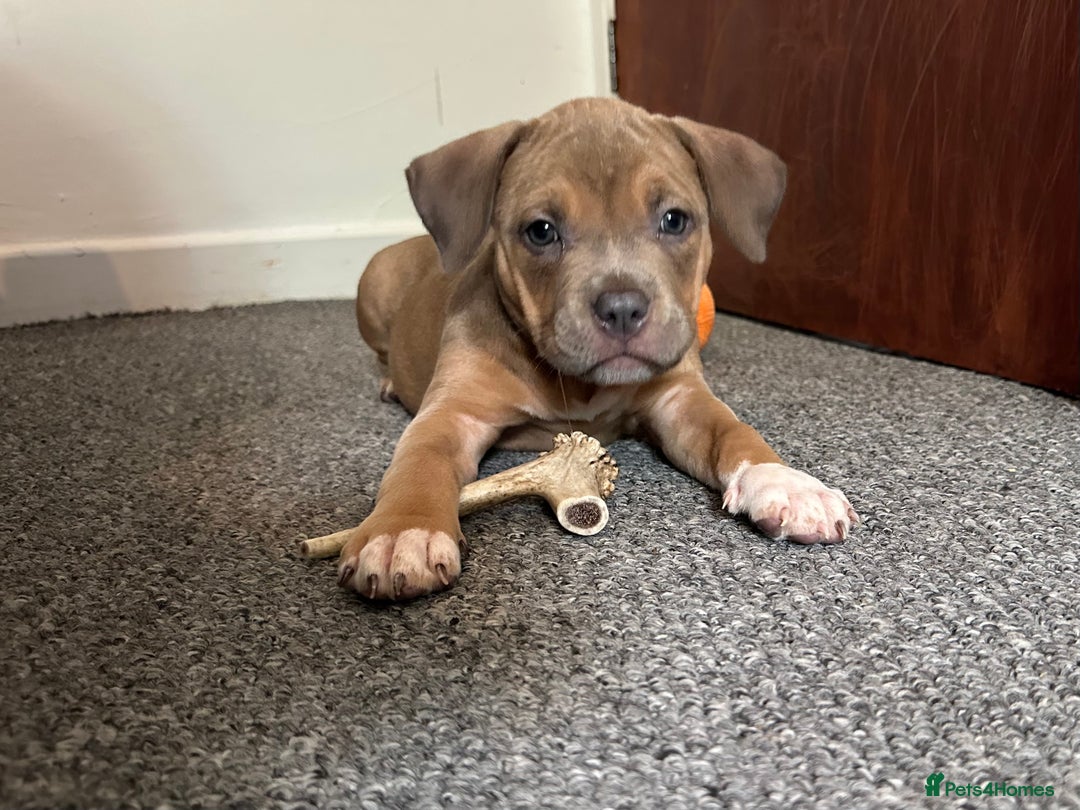 American Bully dogs for sale: Reduced pocket bully’s. Ready to leave! - Image 5