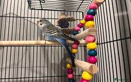 Budgerigars birds for sale: Blue male budgie 4 months age - Image 1