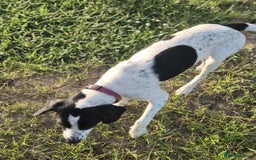 Mixed Breed dogs for sale: Pointer/cocker looking for loving home urgently - Image 3