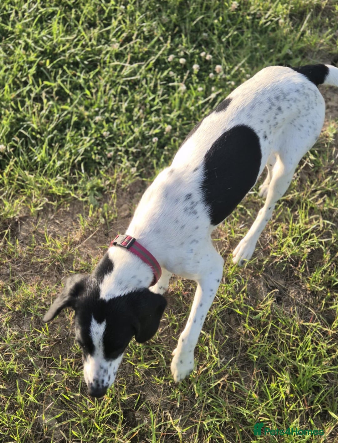 Mixed Breed dogs for sale: Pointer/cocker looking for loving home urgently - Image 3