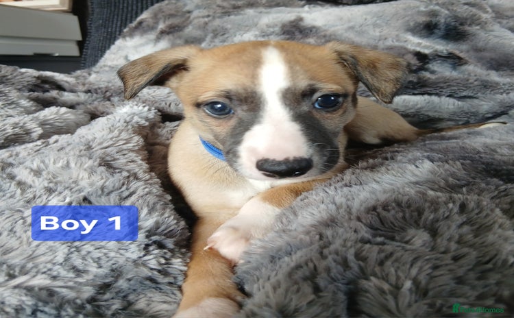 Whippet dogs - Advert 3