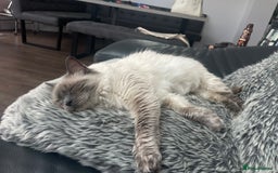 Ragdoll cats for sale: Pure Breed bi colour blue Ragdoll Kittens - Image 15