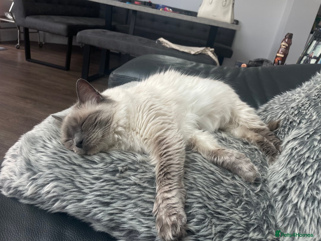 Ragdoll cats for sale: Pure Breed bi colour blue Ragdoll Kittens - Image 15