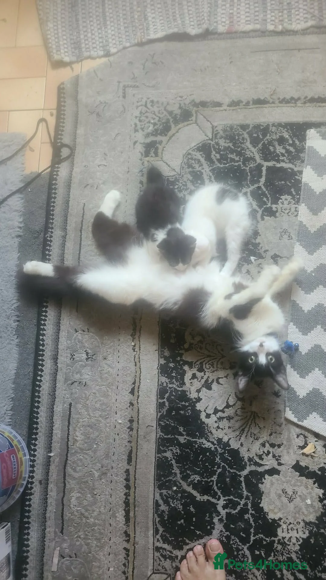 Mixed Breed cats for sale: Beautiful Kittens ready to go  in Birkenhead - Advert 2