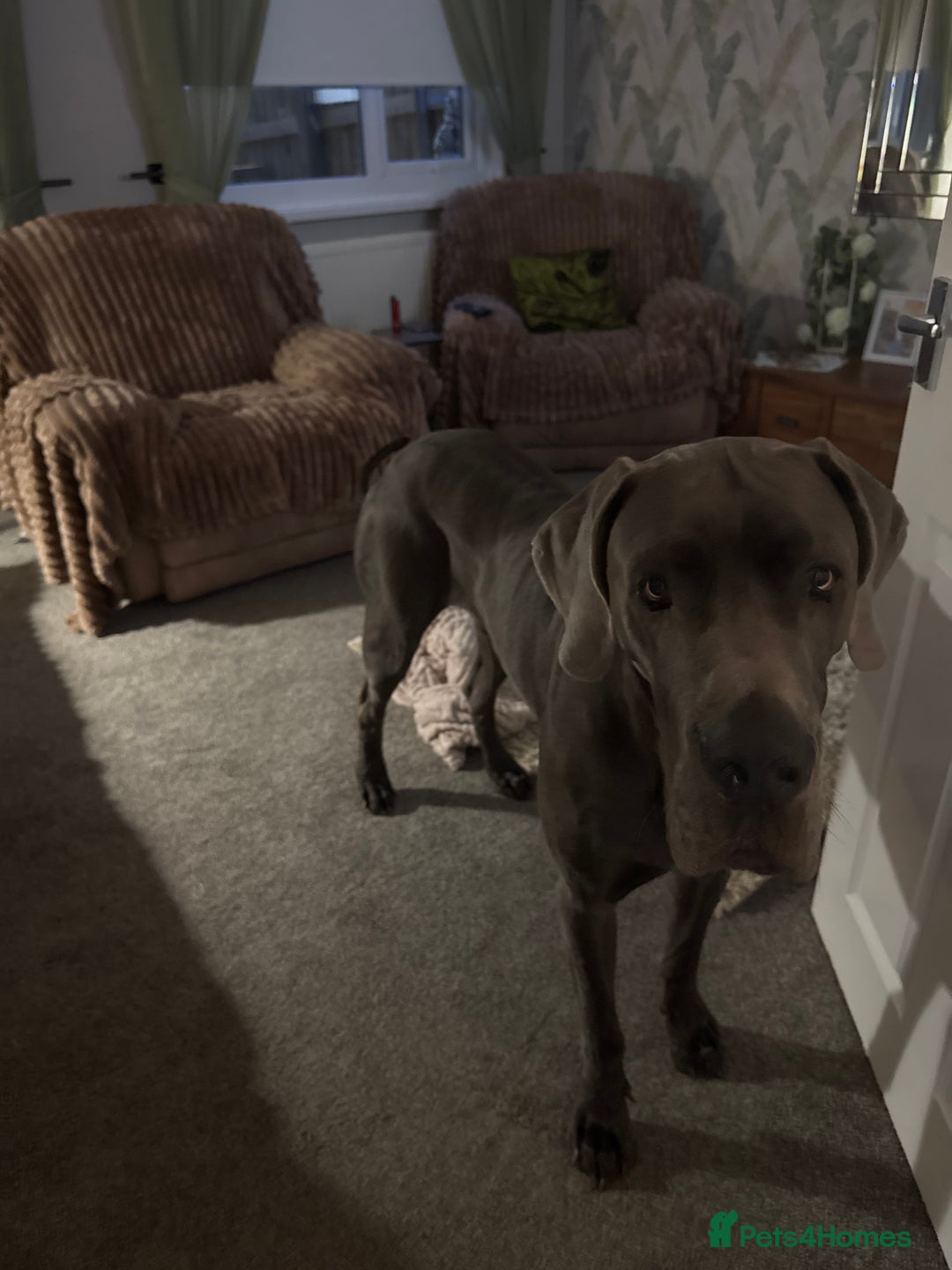 Great Dane dogs for sale: Solid blue Great Dane  - Image 3