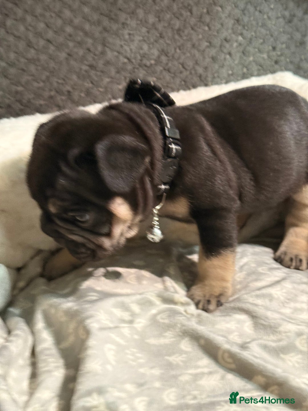 French Bulldog dogs for sale: French bulldog puppies for sale! - Advert 5