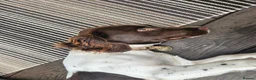 Cocker Spaniel dogs for sale: Female Working Cocker Spaniel Dog - Advert 2
