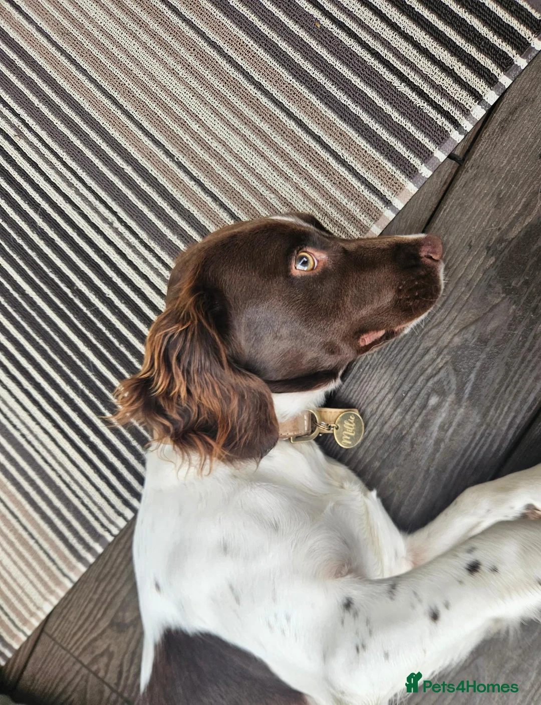 Cocker Spaniel dogs for sale: Female Working Cocker Spaniel Dog - Advert 2