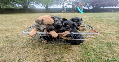 Mixed Breed dogs - Advert 10
