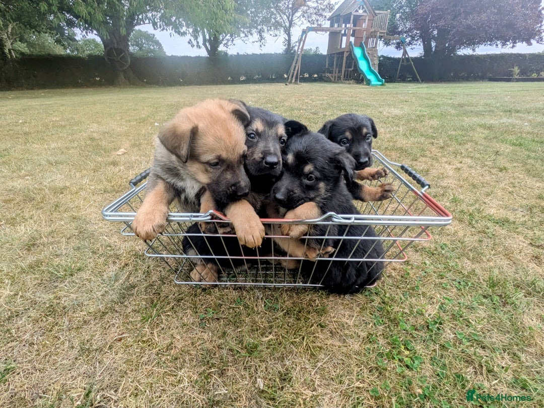 Mixed Breed dogs for sale: German shepherd cross, Belgium malinios  - Image 2