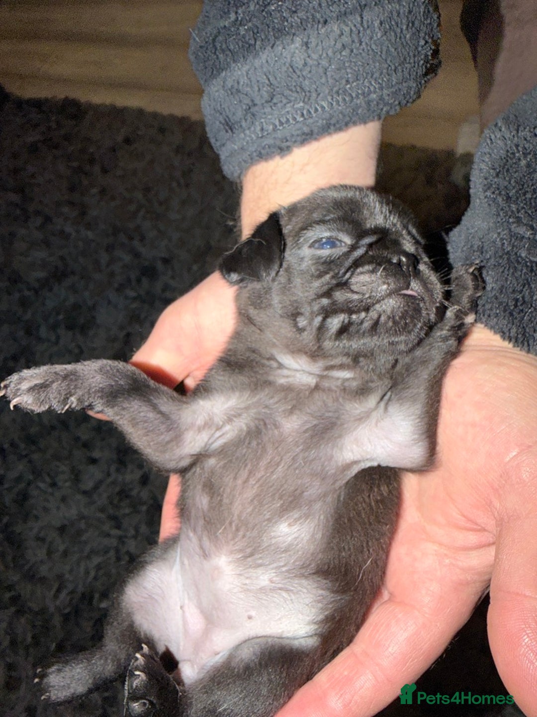 Pug dogs for sale: Pure pug puppies  - Advert 3