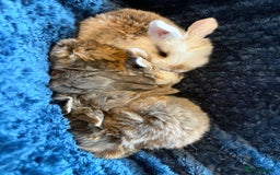 Mini Lop rabbits for sale: Pure Bred Mini Lop babies - Advert 39